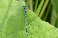 Coenagrion mercuriale