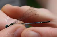 Platycnemis pennipes