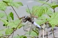 Libellula fulva