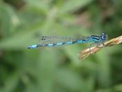 Coenagrion mercuriale