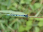 Coenagrion mercuriale