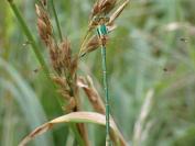 Lestes barbarus