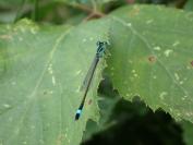 Ischnura elegans