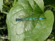 Coenagrion puella