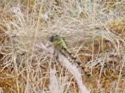Onychogomphus forcipatus