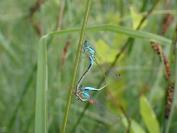 Ischnura elegans