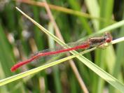 Ceriagrion tenellum