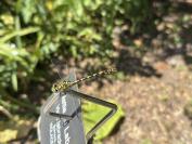 Onychogomphus forcipatus