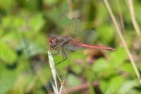 Sympetrum fonscolombii