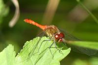 Sympetrum sanguineum