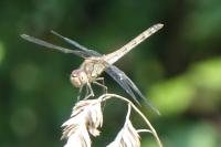 Sympetrum striolatum
