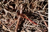 Sympetrum meridionale