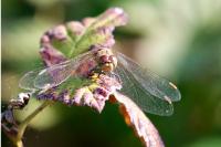 Sympetrum striolatum