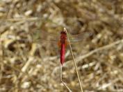 Crocothemis erythraea