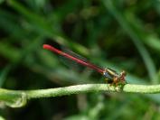 Ceriagrion tenellum
