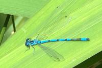 Coenagrion puella