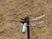 Libellula depressa