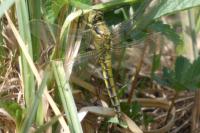 Orthetrum cancellatum