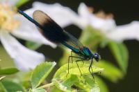 Calopteryx splendens