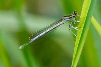 Platycnemis pennipes