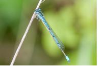 Coenagrion puella