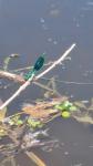 Calopteryx splendens