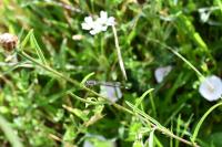 Ischnura elegans