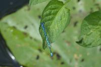Coenagrion puella