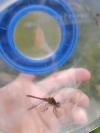 Sympetrum sanguineum