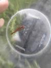 Sympetrum sanguineum