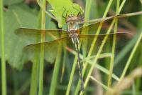Oxygastra curtisii