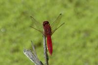 Crocothemis erythraea