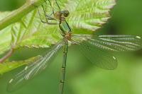 Chalcolestes viridis