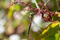 Aeshna cyanea