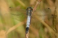 Orthetrum cancellatum