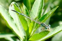 Platycnemis pennipes