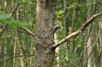 Dendrocopos medius