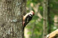 Dendrocopos medius