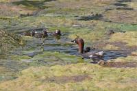 Tachybaptus ruficollis