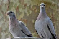Columba oenas