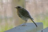 Erithacus rubecula