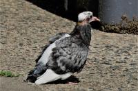 Columba livia