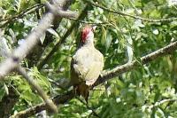 Picus viridis