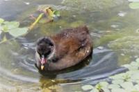 Gallinula chloropus
