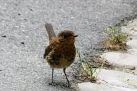 Erithacus rubecula