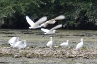 Bubulcus ibis