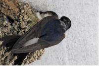 Delichon urbicum