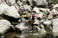 Carduelis carduelis