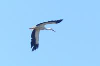 Ciconia ciconia