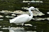 Egretta garzetta